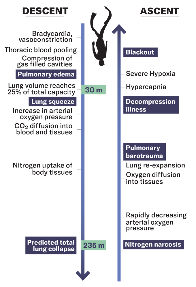 A graphic illustrating the injuries by depth of descent and ascent a freediver might experience
