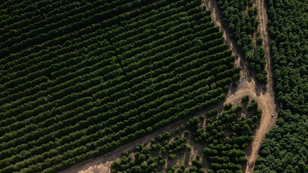 Did the EU-Mercosur deal allow contaminated coffee into Europe?