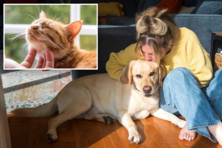 New Jersey pet owners could cash in on $900 tax credit under new proposed bill