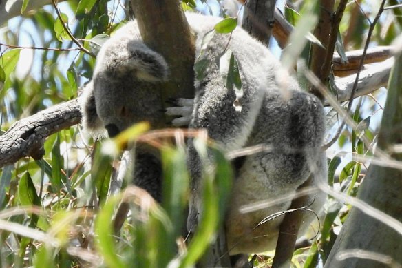 A koala spotted on Ormiston College campus.