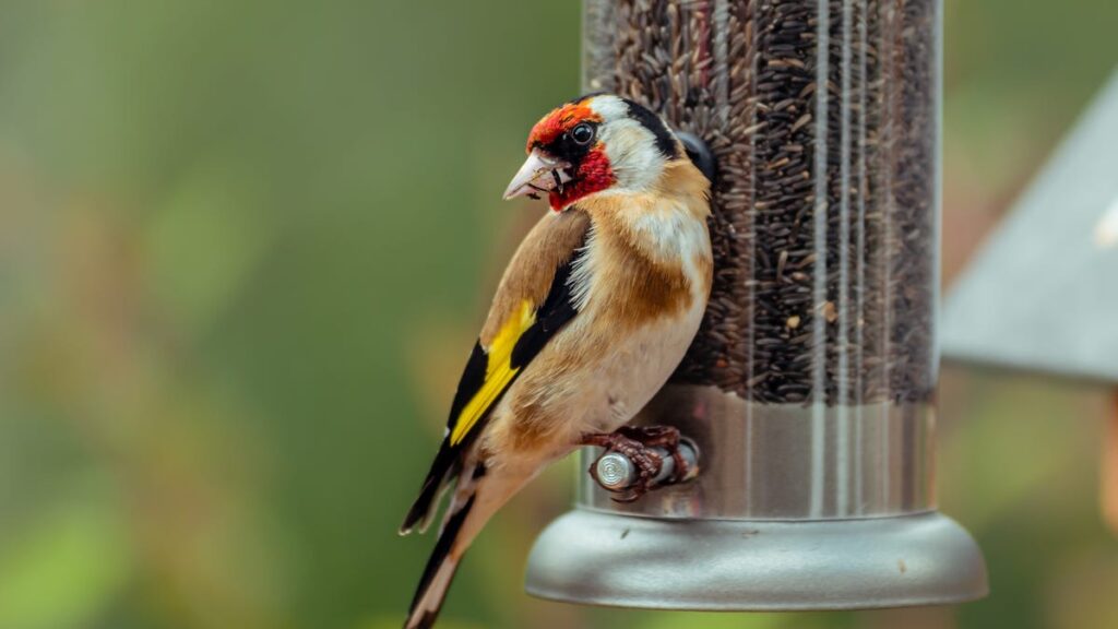 Don’t Know Where to Put Your Bird Feeder? This Is What a Wildlife Expert Recommends