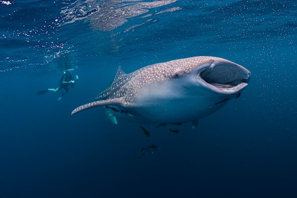 The gentle whale sharks of Sumbawa’s Saleh Bay.