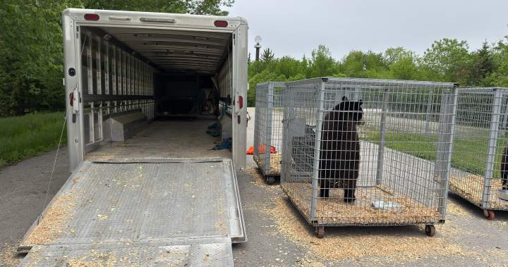 Marineland’s bears begin journey to Colorado sanctuary