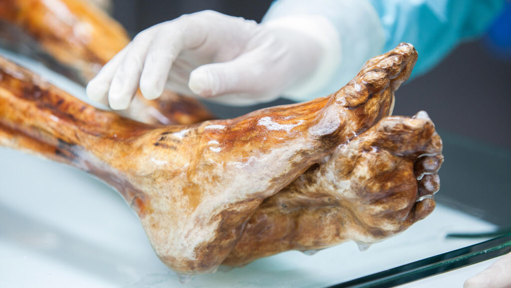 Ötzi the Iceman’s remains yielded ‘viable’ yeasts in the lab