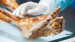 Ötzi the Iceman’s remains yielded ‘viable’ yeasts in the lab