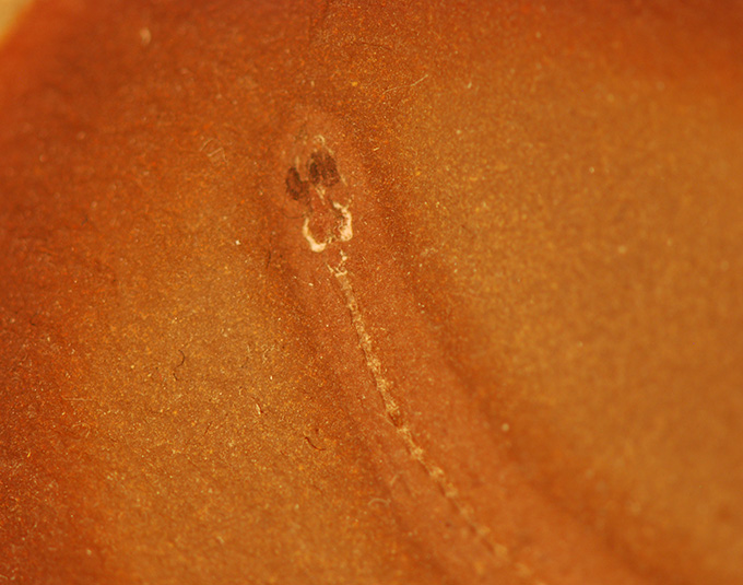 A bright orange rock holds a skinny fossil of a long narrow creature.