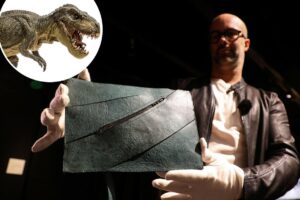 Bona fide T. rex leather purse is going up for auction — and it could fetch $500K