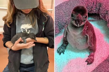 First penguin chicks born at California zoo in years as handlers reveal unique rearing plan