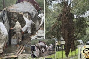 Millions of bees escape after a truck carrying hives crashes in Texas: ‘Not something you ever want to see’