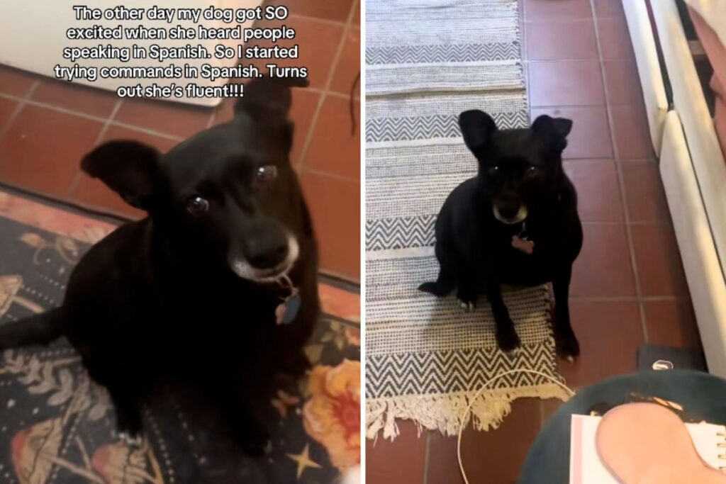 Family Noticed Dog’s Reaction Hearing Spanish, Then a Hidden Past Emerged