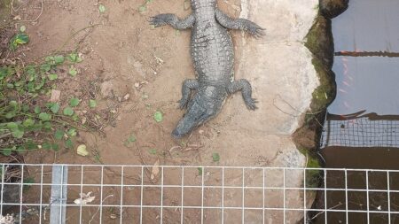 Man charged with attempted murder, released after allegedly forcing toddler into crocodile enclosure at zoo
