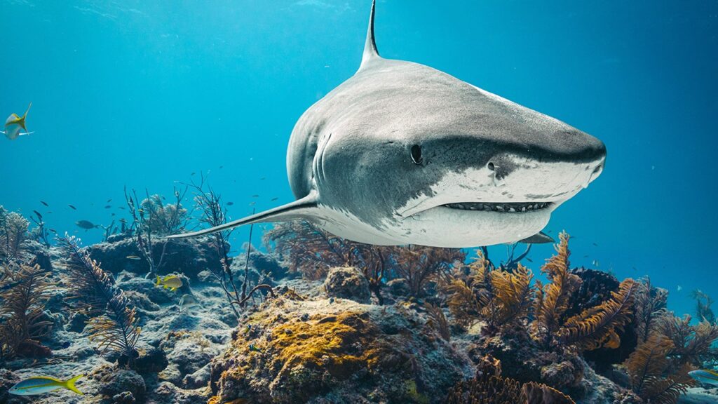 12-year-old boy rushed to hospital after shark attacks him in Bahamas, police say