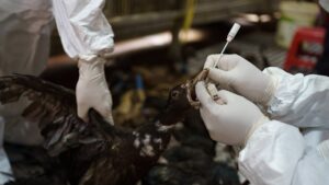 Australia’s first case of deadly bird flu confirmed in WA, second case suspected