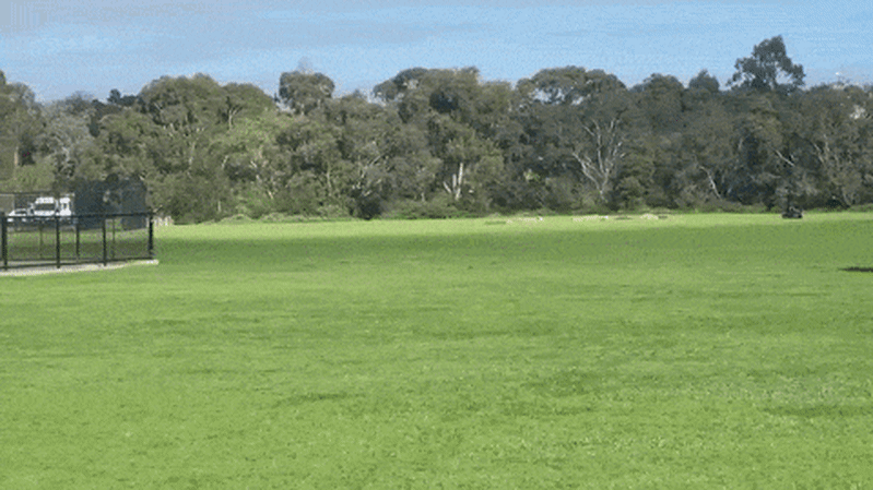 Dynamite exploded in Merri Park, behind Northcote High School