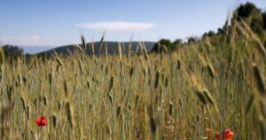 What Is Heritage Sourcing and Why Is It Becoming a Major Food and Farming Trend in 2026?