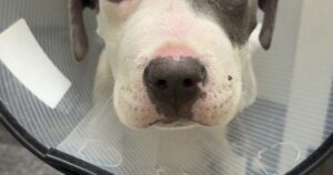 Okanagan vet warning dog owners about parvovirus