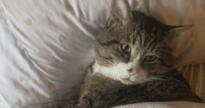 B.C. family fighting for return of beloved cat after BC SPCA adoption