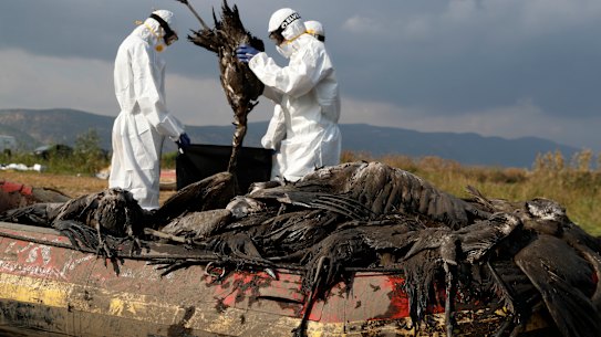 Workers dispose of dead cranes at the Hula Lake conservation area in northern Israel, where an outbreak killed more than 5000 of the migratory species. 
