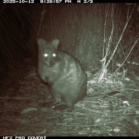 In 2024 a new population of quokkas was found in the Perth Hills.