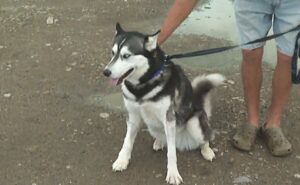 Southern Alberta family dog recovering after being shot