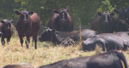 Flesh-eating screwworm in U.S. cows not cause for concern in Canada: association