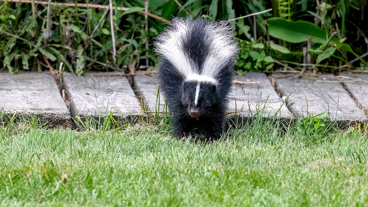 Young striped skunk standing on ground