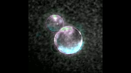 No, the ‘first synthetic life’ isn’t alive
