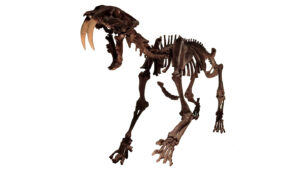Spines of saber-toothed cats tell a tale of the doomed species