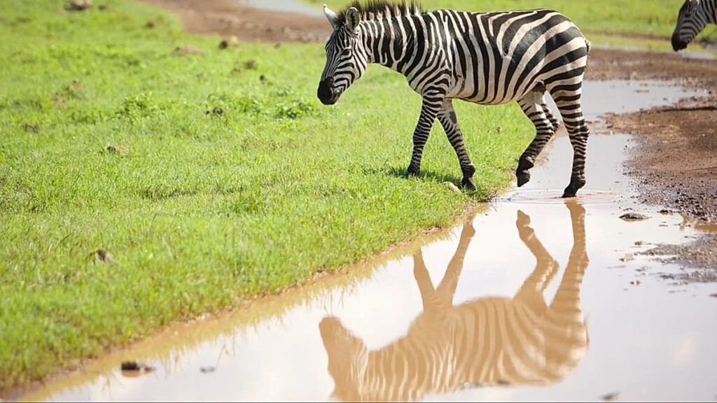 From safari to golf: Tanzania’s new strategy to attract tourists