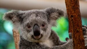 Wildlife holiday bucket list: The animals travellers want to see most