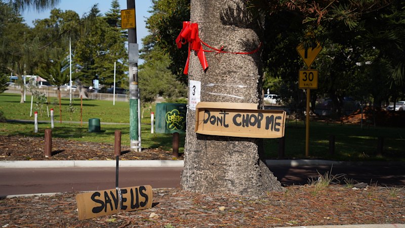 Fremantle locals rally to save century-old pines from pedestrian crossing