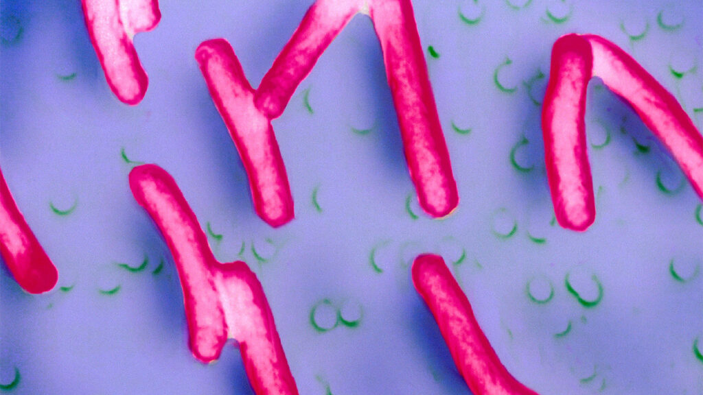 An experimental oral vaccine may prevent invasive bacterial diarrhea