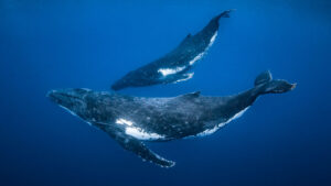 This humpback whale hunting strategy has been out of sight — until now