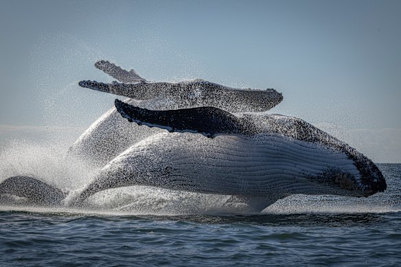 Whales dancing of the coast of Lennox Head in July. The “Humpback Highway” is normally flush with whales migrating along the Australian east coast.