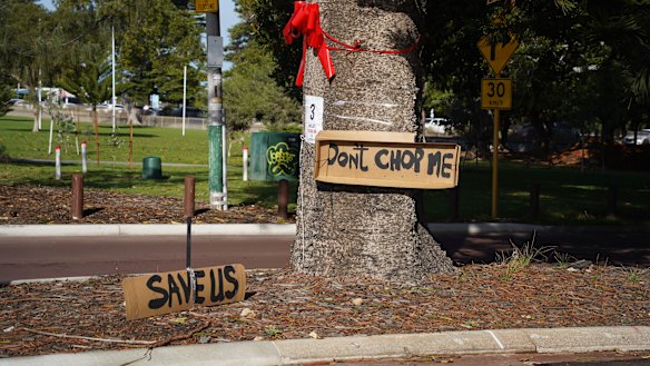 Fremantle locals have plastered signs around two Norfolk pine trees that are at risk of removal if a pedestrian crossing gets built in the same area.