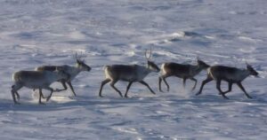 Environmentalists have mixed reactions to Quebec-Ottawa caribou funding deal
