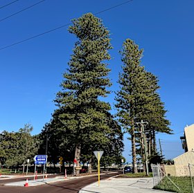 The two century Norfolk Pines are at the intersection of Douro Road and South Terrace in South Fremantle.