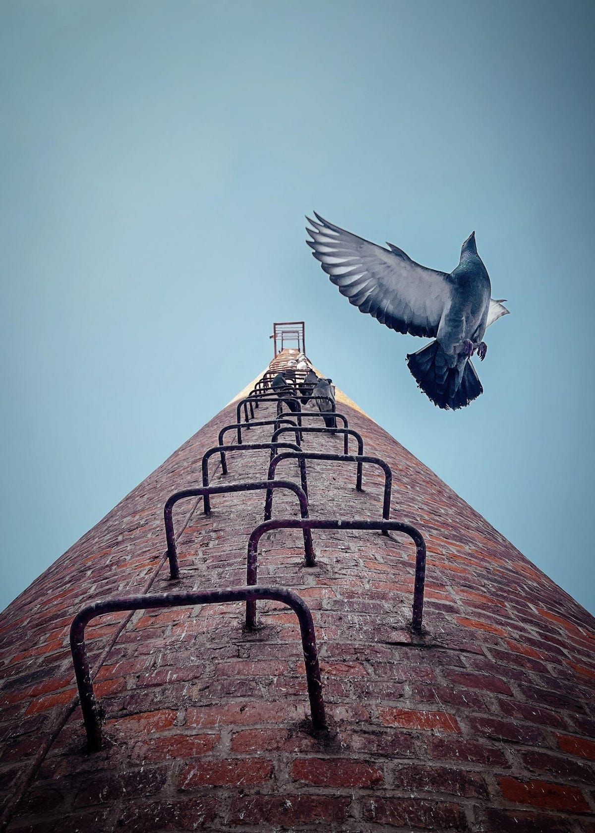 A bird lifts off from ladder rungs built into a brick tower as seen from below.
