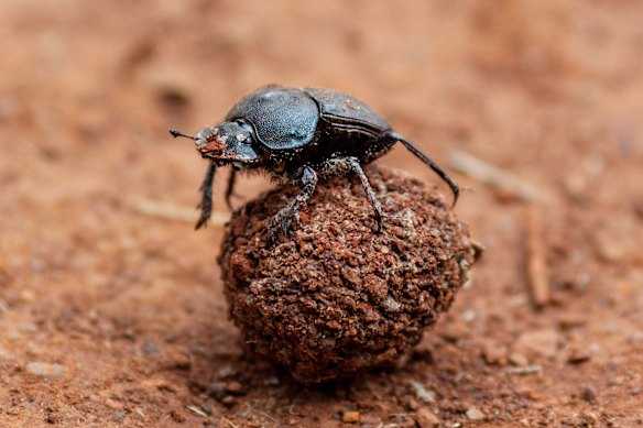 Dung beetles have been introduced to Australia to break up cow pats, reduce emissions and fly populations.