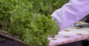 Should Canadians avoid American produce amid cyclosporiasis spread?