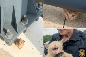 Tiny cat rescued after being thrown from moving vehicle on bridge