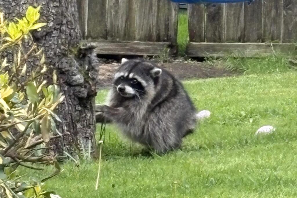 Seattle shop selling Jimothy the short-spined raccoon glass figurines for $125
