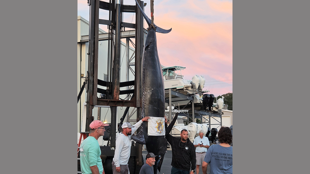 The 1260 pound Marlin being weighed