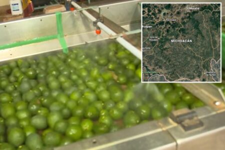 Security threat shuts down avocado pipeline from Mexico to the US