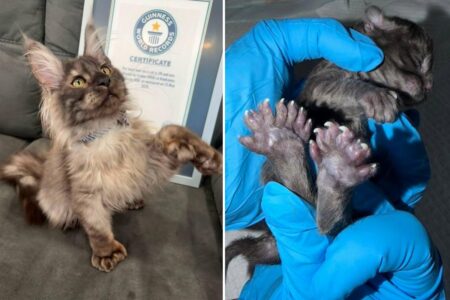 Wisconsin kitten breaks bizarre record by having 29 toes