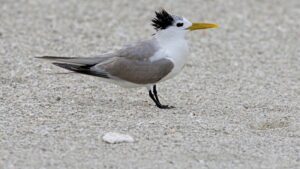 53 cases confirmed as virus spreads to more birds in South Australia and Victoria