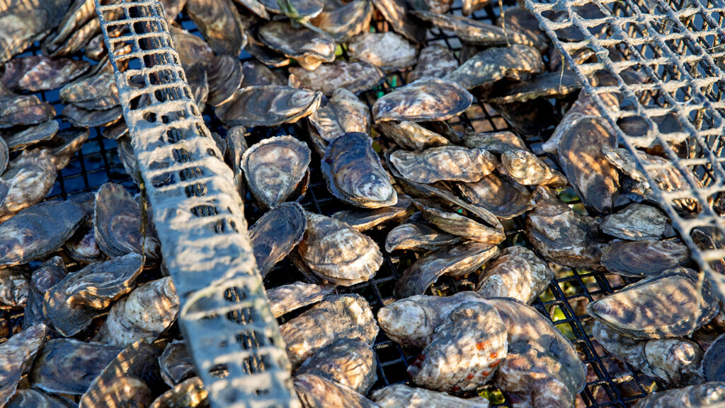Bullfrogs may have an antidote to deadly shellfish poisoning