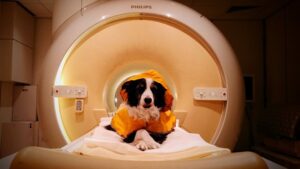 How pets respond to human emotions and why they find smiles rewarding