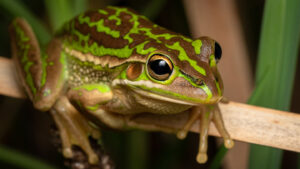 Heat therapy for sick frogs lowers sperm levels