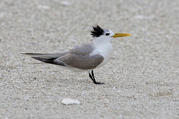 A crested tern.